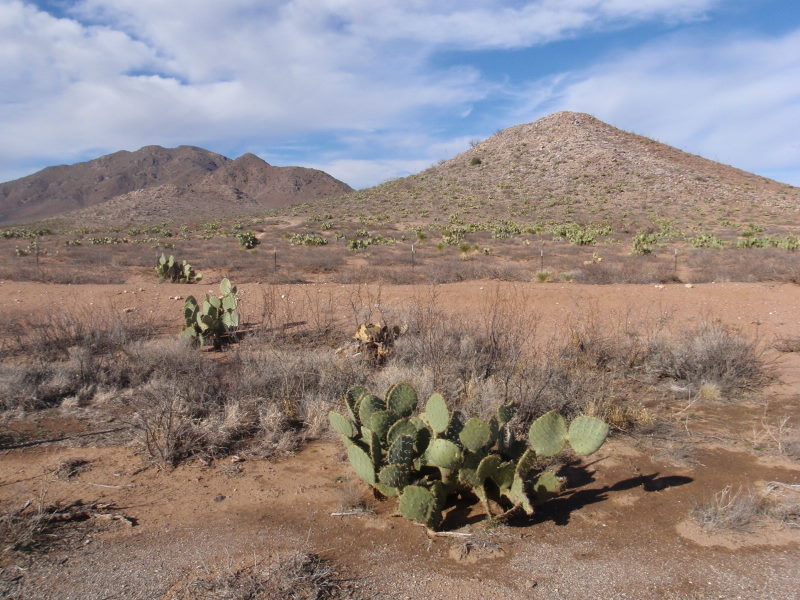 Prickly Pear Cactus.